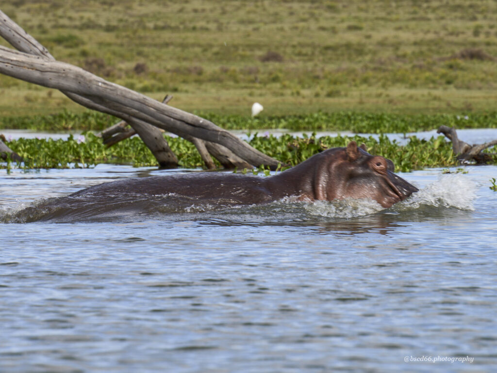 Kenia-Lake-Naivasha-Nilpferd