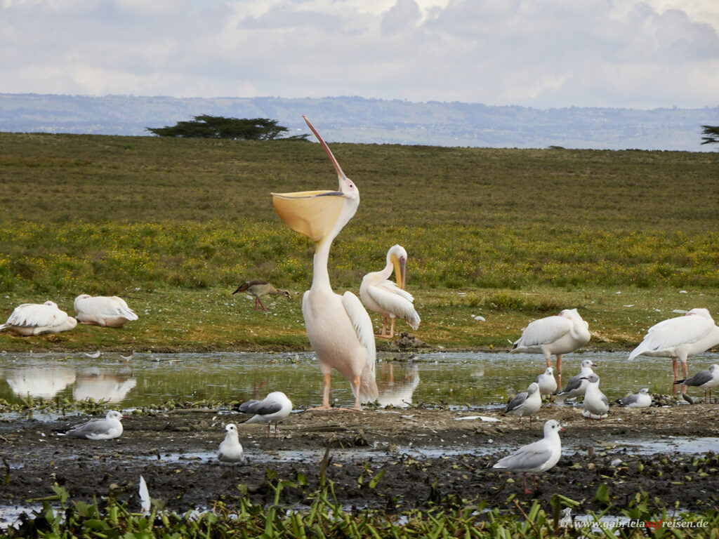 Kenia-Lake-Naivasha-Pelikane