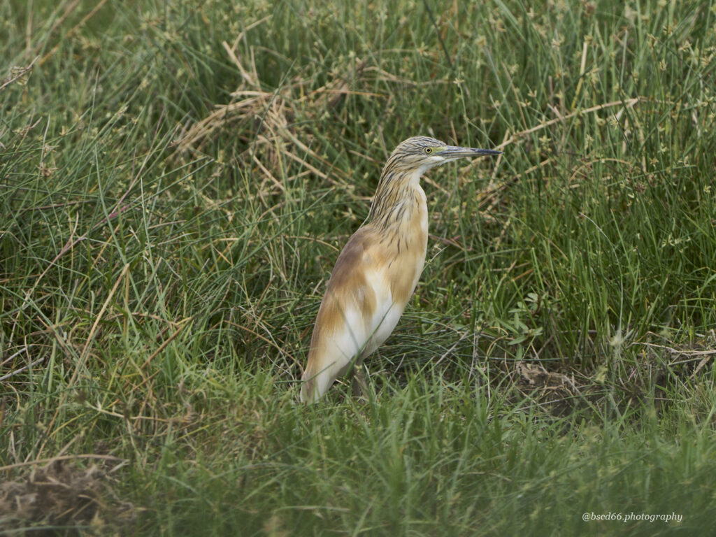 Kenia-Amboseli-Rallenreiher