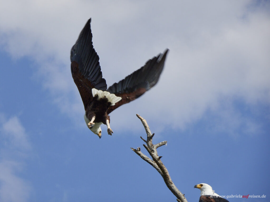 Kenia-Lake-Naivasha-Seeadler