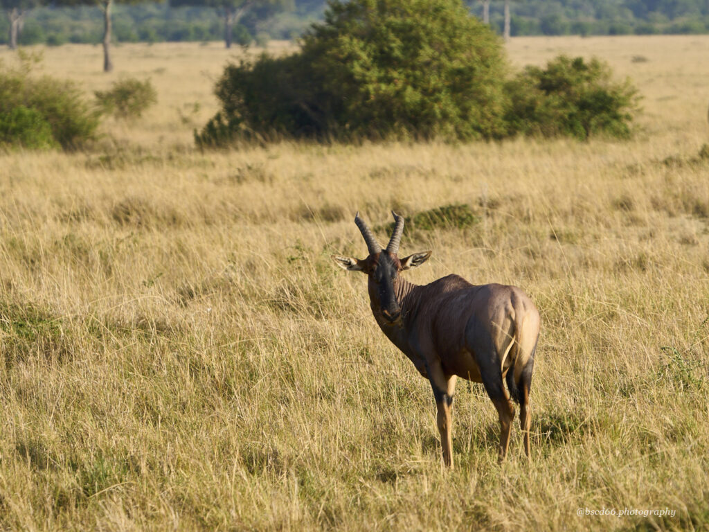 Leierantilope-Kenia-Masai-Mara