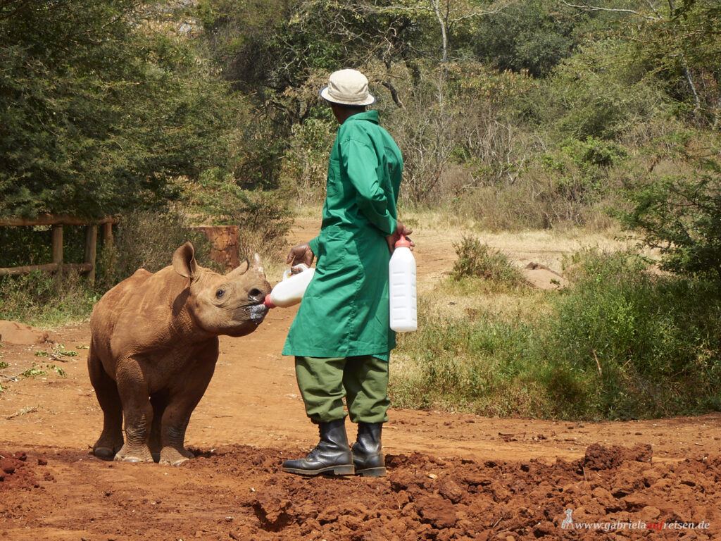 Nashorn-Baby-bekommt-die-Flasche-Kenia-Sheldrick-Wildlife-Trust