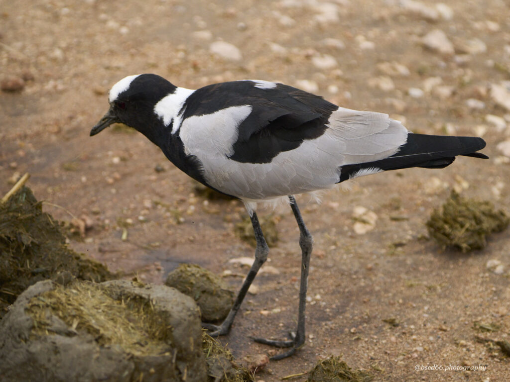 Ambosesli-Kenia-Waffenkiebitz
