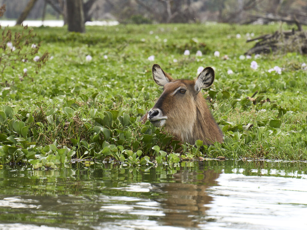 Kenia-Lake-Naivasha-Wasserbock-schwimmt