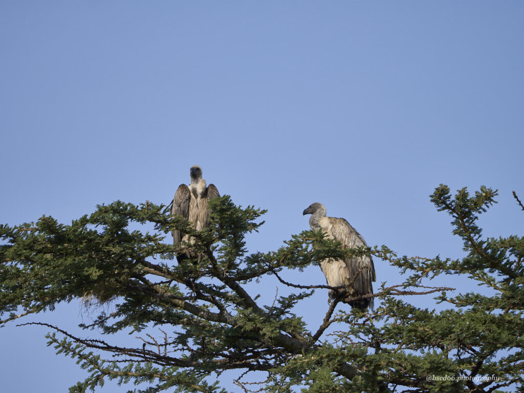 Kenia-Masai-Mara-Geier